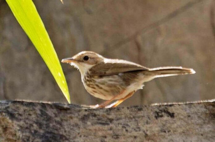 उदयपुर में मिली नई प्रजाति की बैबलर चिड़िया
